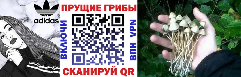 Галлюциногенные грибы мицелий  Гусев 